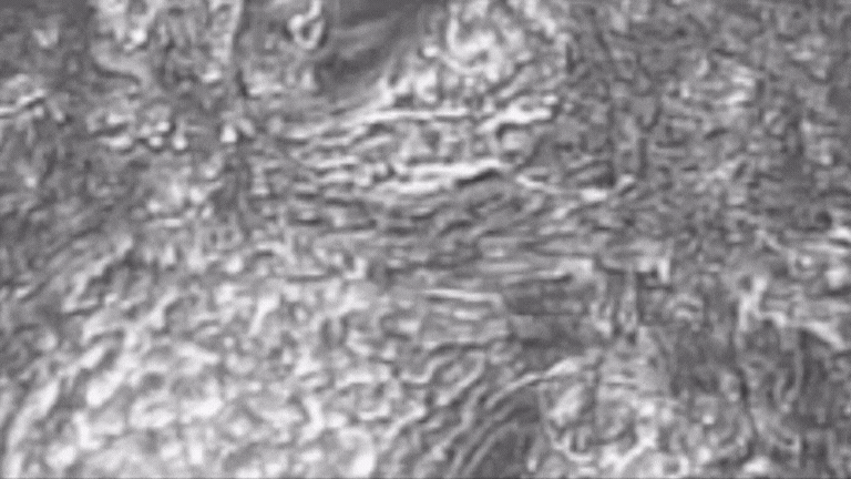 Beating Cardiomyocytes derived from cGMP iPSCs: Powered by HiDef® B8