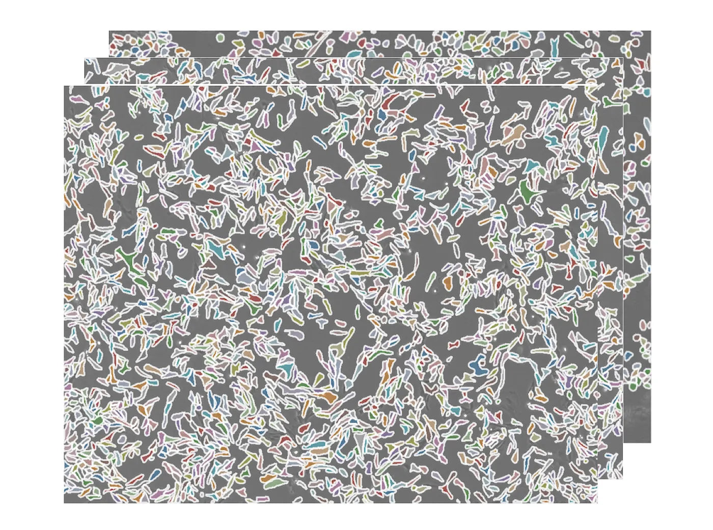 Expanding the Potential of HiDef® B8: Supporting Bovine Satellite Cell Growth with the iLABS Platform