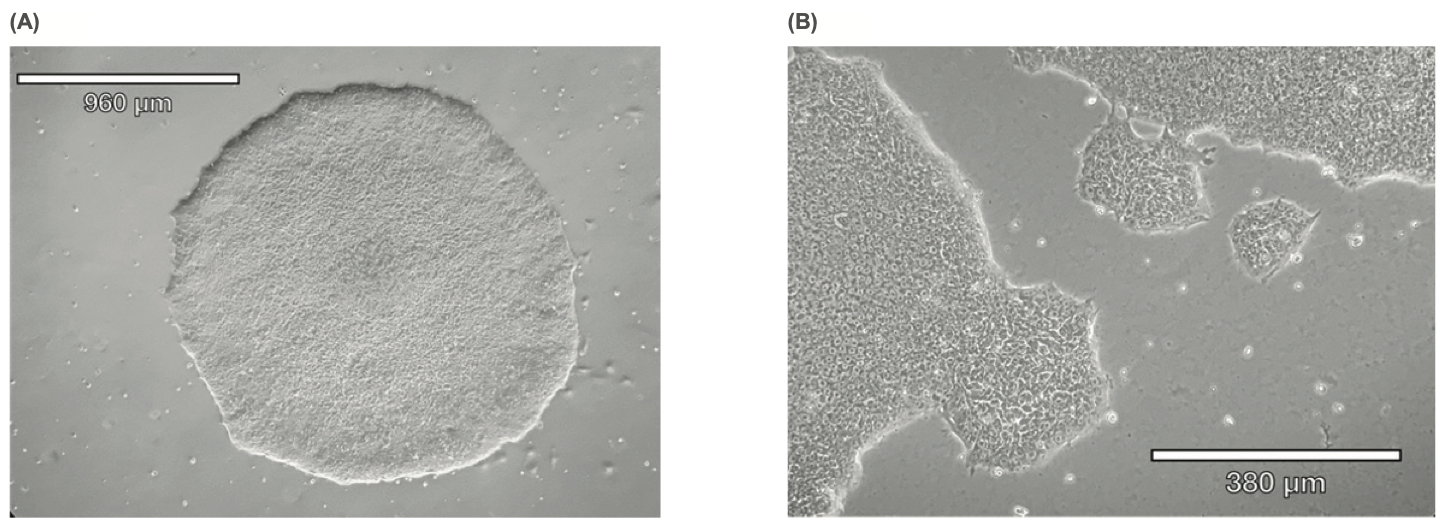 Defined Bioscience