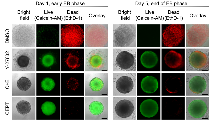 Enhancing Organoid Fitness with Ready-CEPT™: Insights from Recent NIH Research