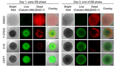 Enhancing Organoid Fitness with Ready-CEPT: Insights from Recent NIH Research