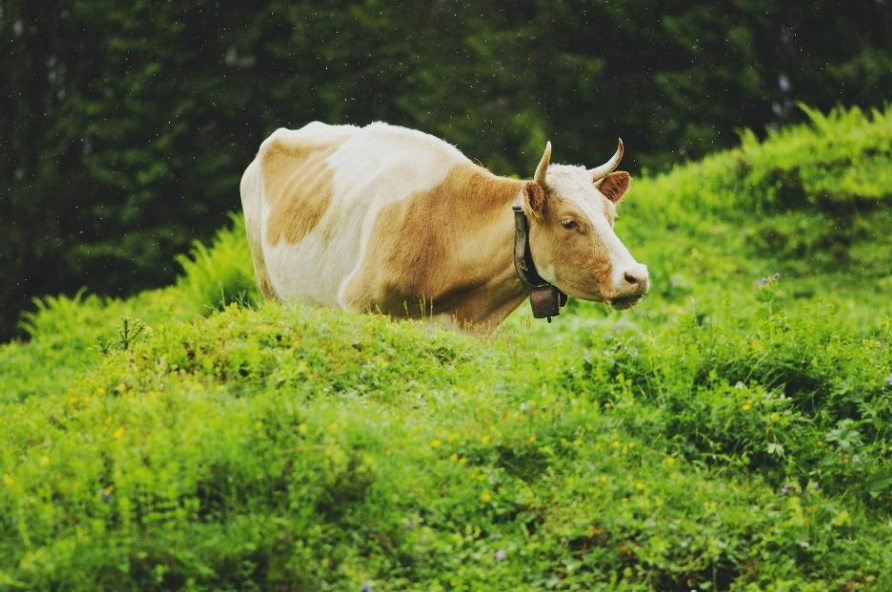 Defined Bioscience Announces the Launch of Bovine FGF2-G3