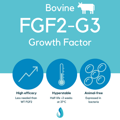 FGF2-G3 (bovine) growth factor - Defined Bioscience