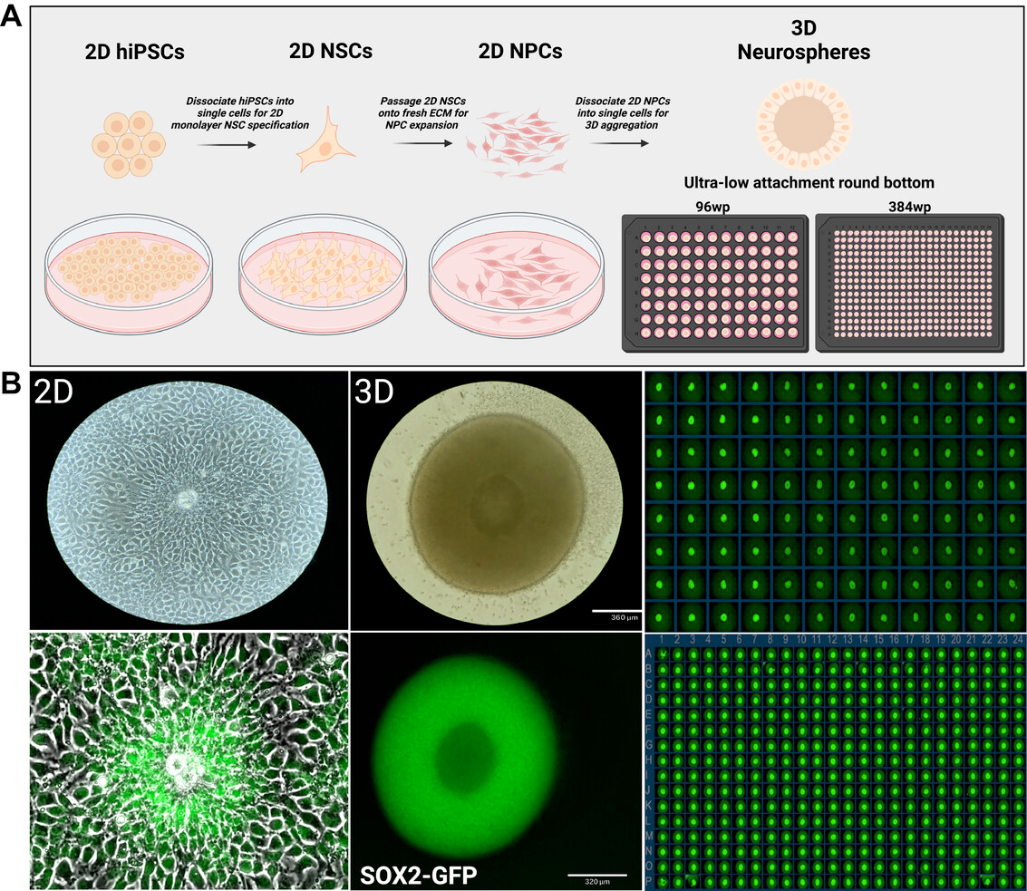 Defined Bioscience