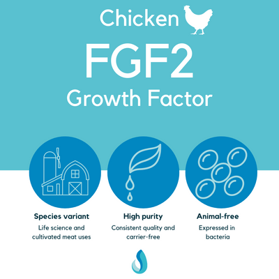 FGF2 (chicken)