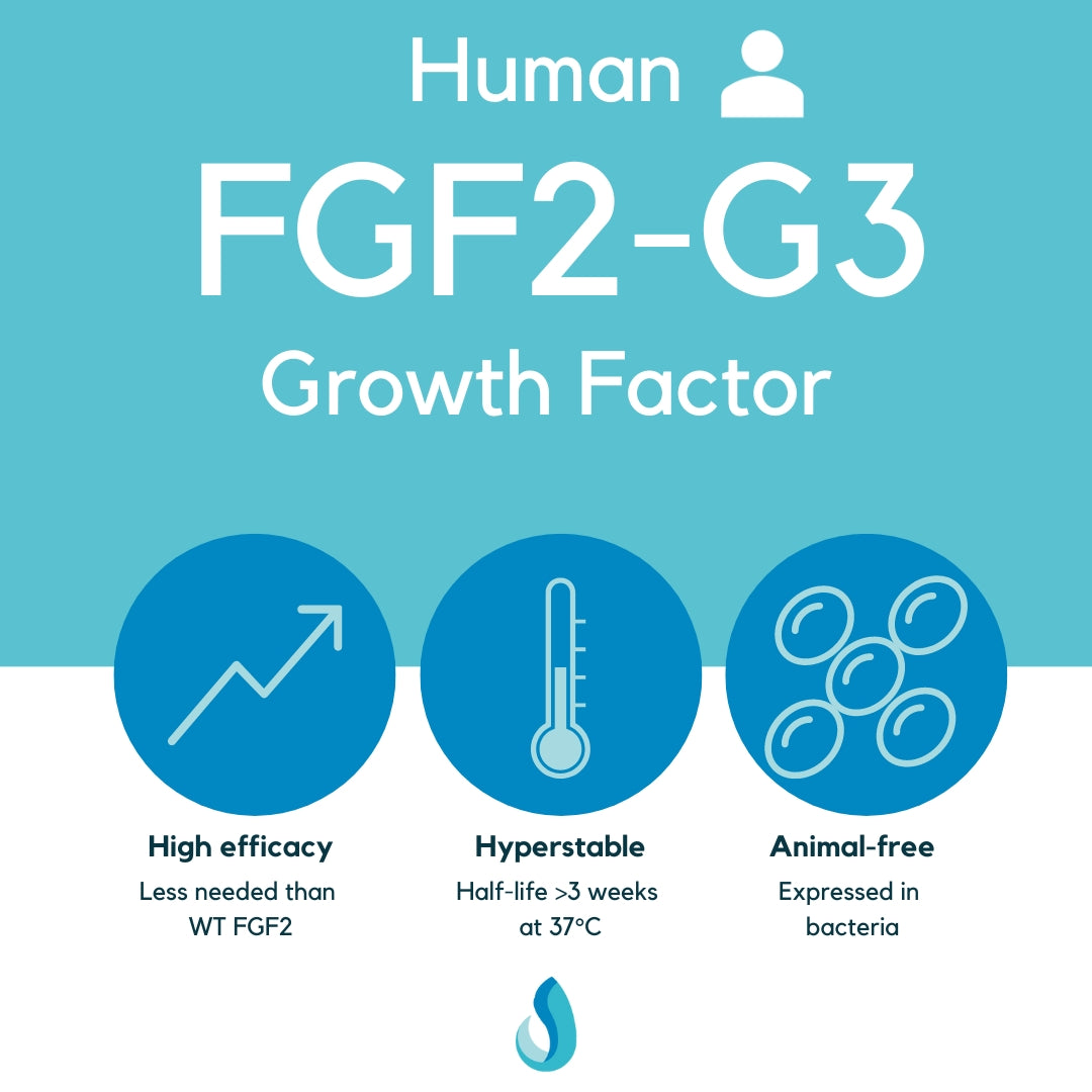 FGF2-G3 (human), FGF2-STAB, thermostable, hyperstable FGF2