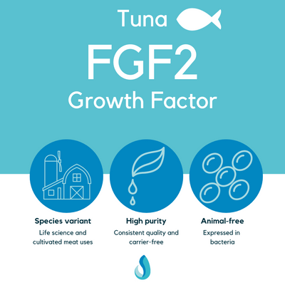 FGF2 (tuna)
